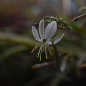 spider-plant-flower