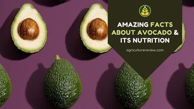 Amazing Facts About Avocado & Its Nutrition