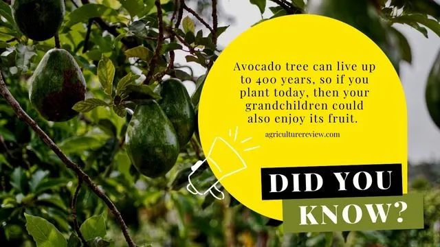 avocado-tree-fact
