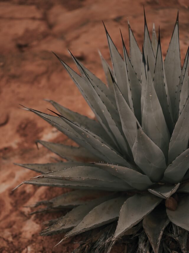 How To Grow & Care For Agave Plant