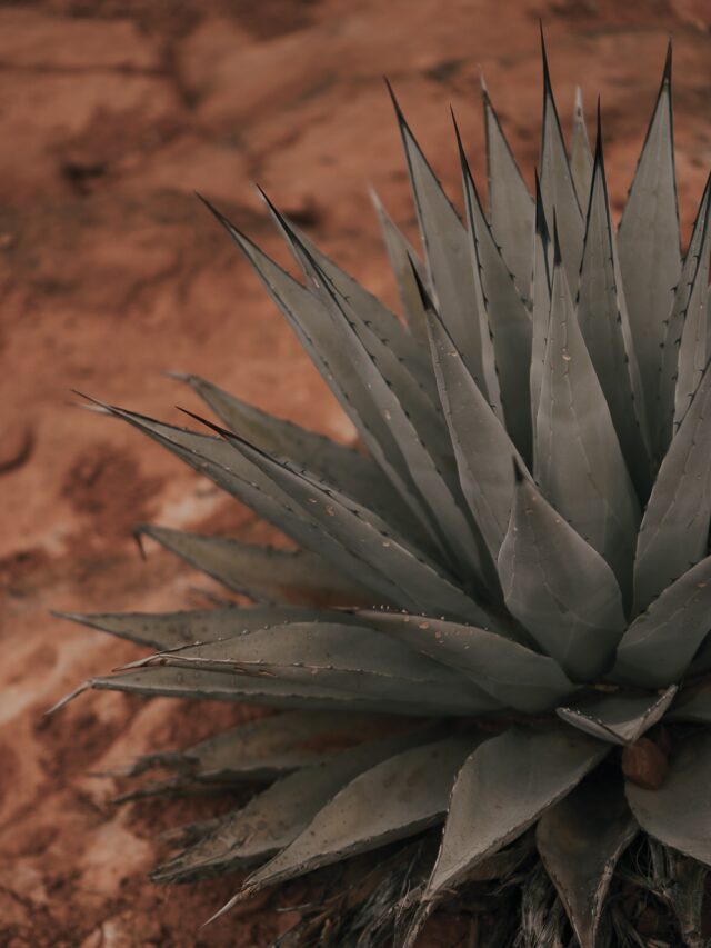 agave-plant