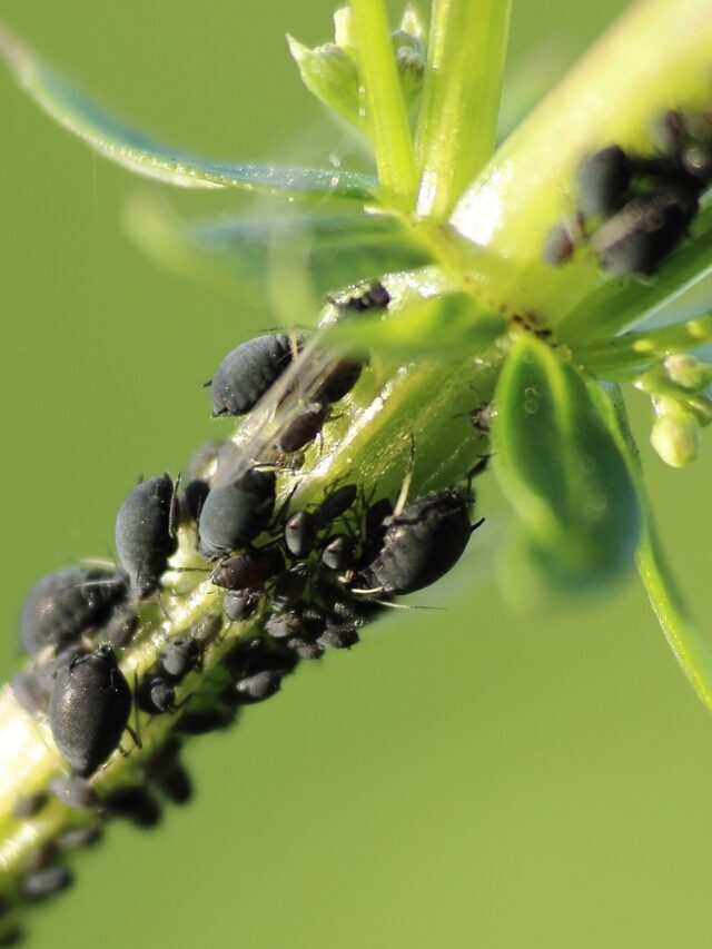 How To Control & Get Rid Of Aphids On Plants