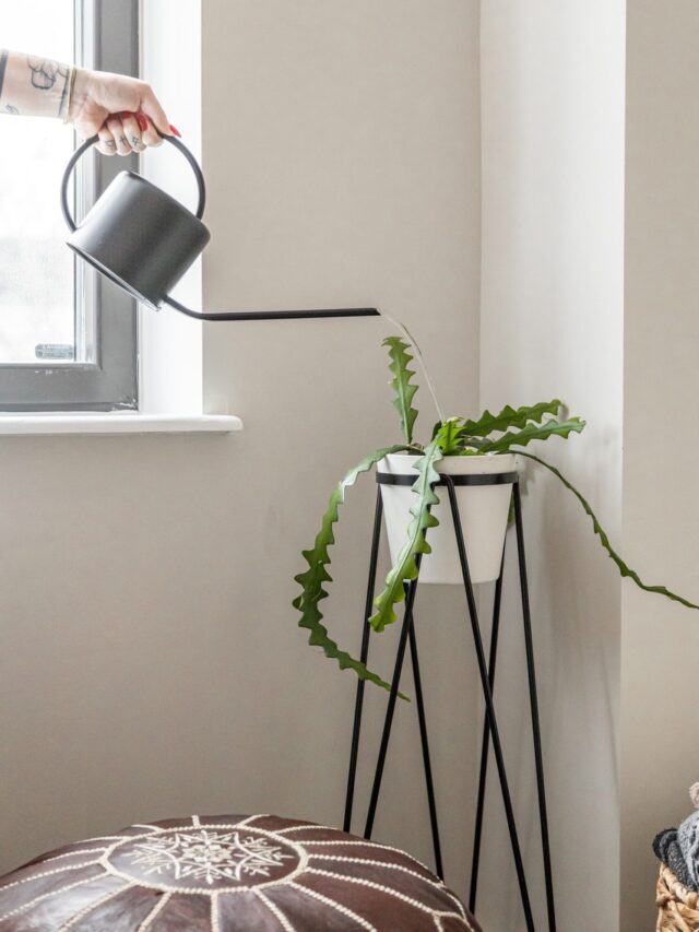 Best Fertilizers For Indoor Plants!