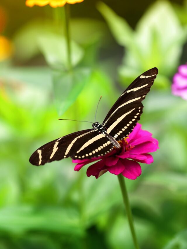 Flowering Plants That Attract Butterflies!