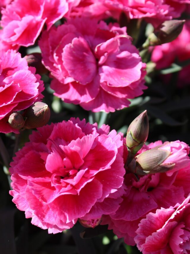 Become Successful In Carnation Farming