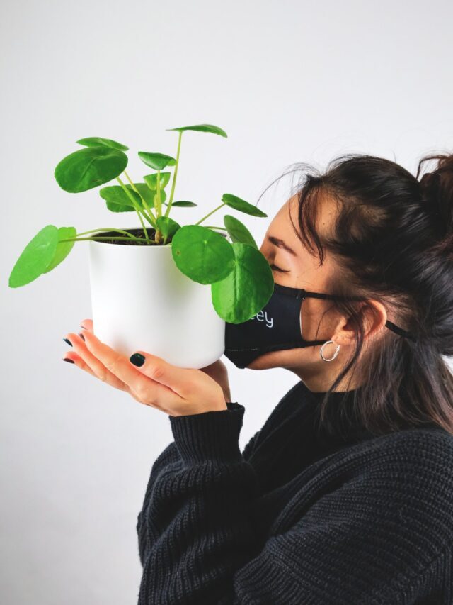 How To Grow & Care For Chinese Money Plant