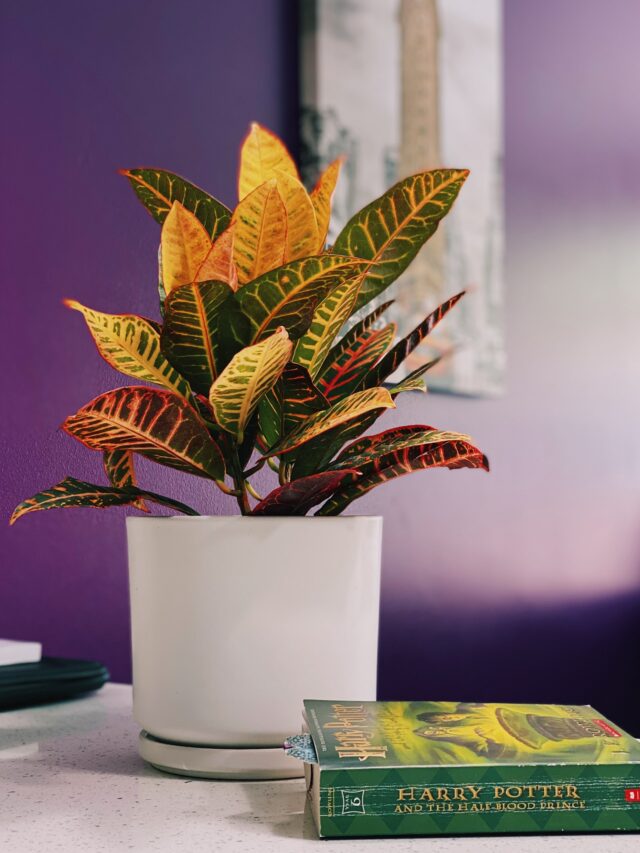 croton-plant-care