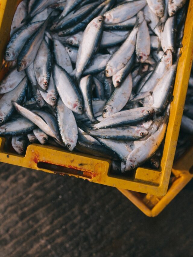Future Of Fish Farming In The World!
