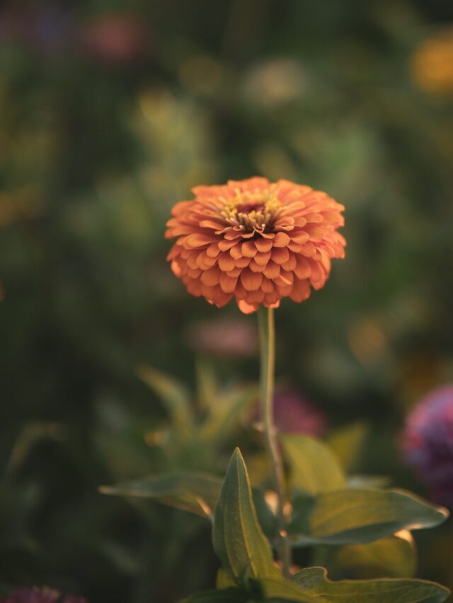 First Flower That Bloomed In Space!