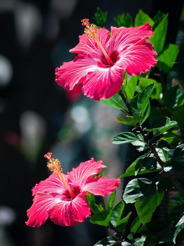 How To Grow & Care For Hibiscus Plant