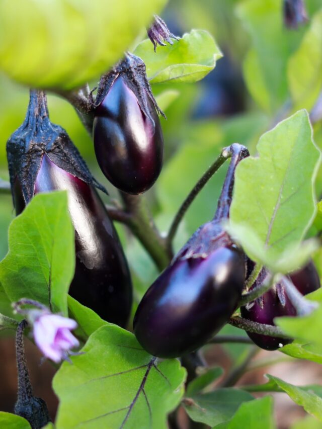 grow-eggplants