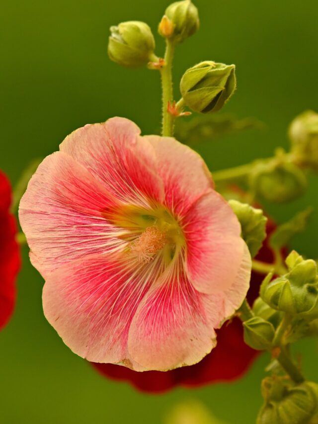 How To Grow & Care For Hollyhock