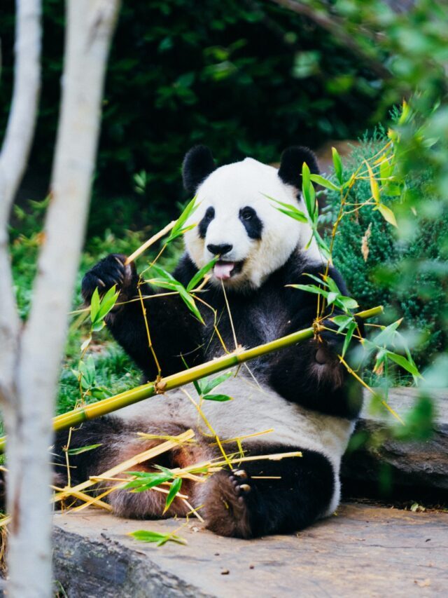 How Do Animals & Plants Depend On Each Other