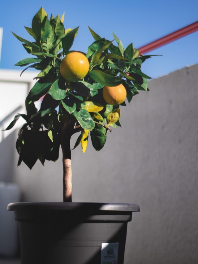 How To Grow A Lemon Tree In Pot!