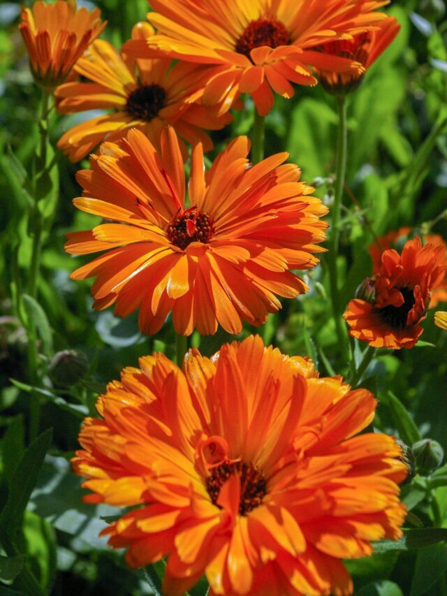 How To Grow & Care For Calendula (Pot Marigold)