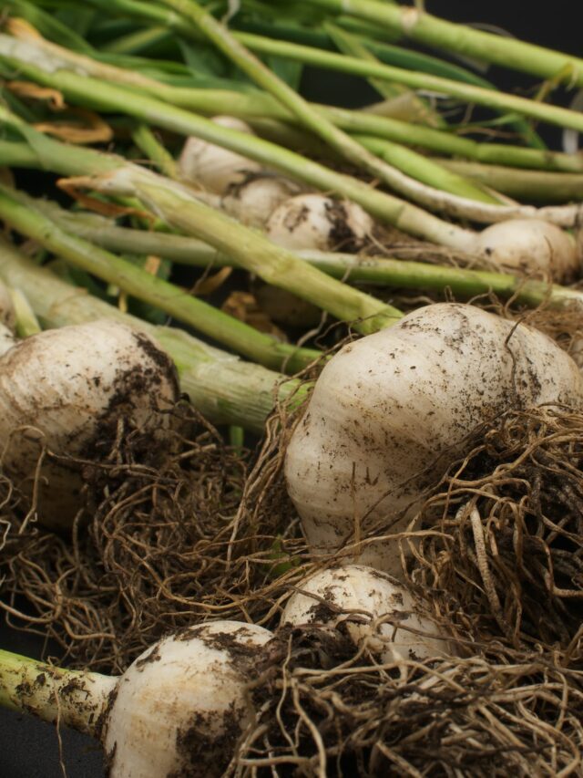 How To Plant Garlic In The Fall