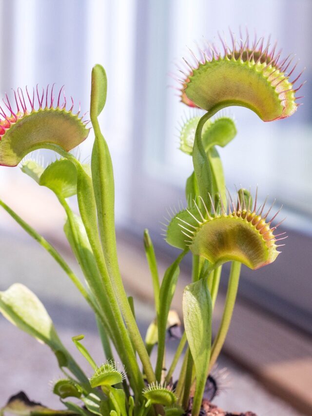 How To Take Care Of A Venus Fly Trap