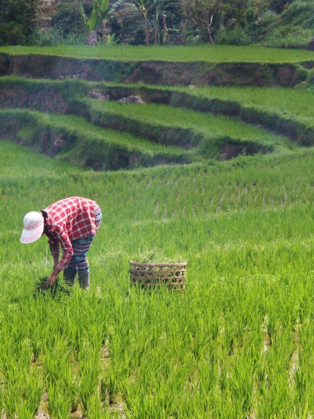 Korean Natural Farming Methods Focuses On Self Sufficiency