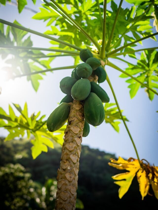 How To Grow & Care For Papaya Tree!