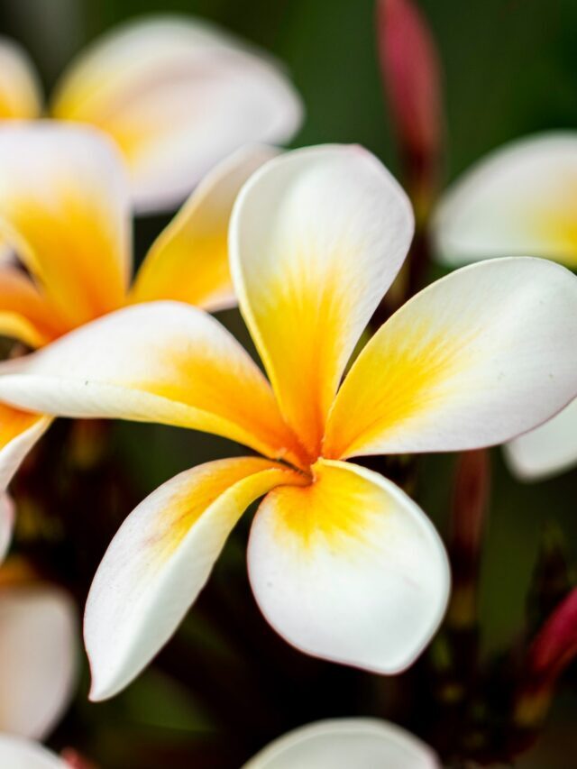 How To Grow & Care For Plumeria