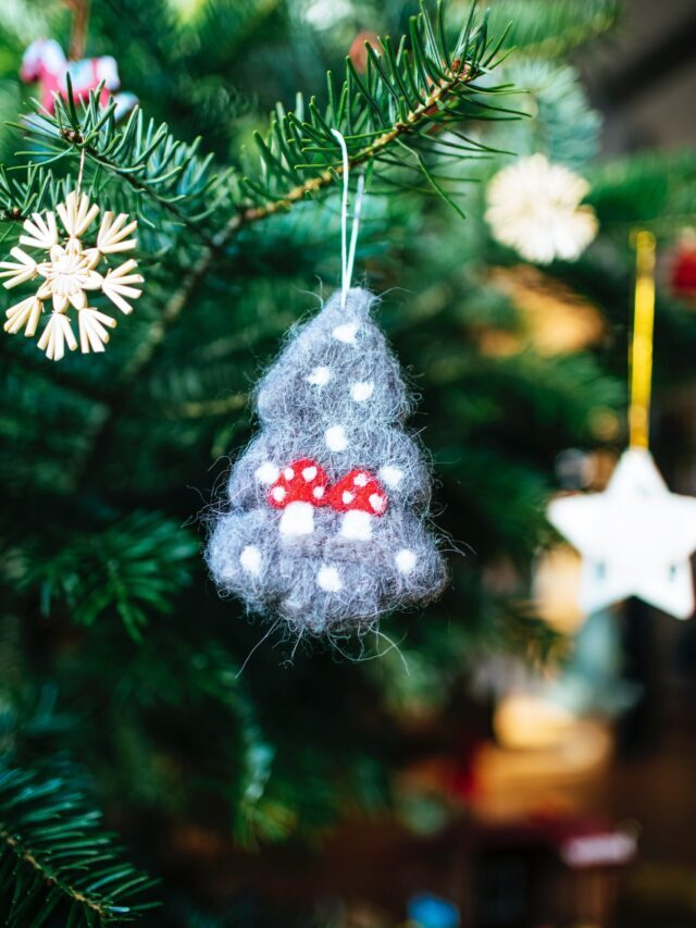 How To Grow & Care For Christmas Tree