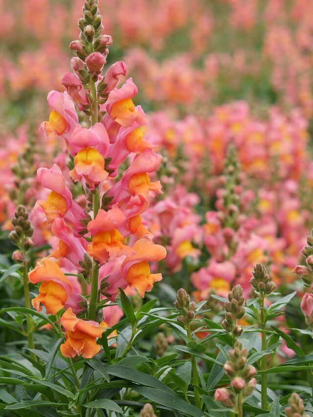 Snapdragons Flowers Add Colours To Your Garden!