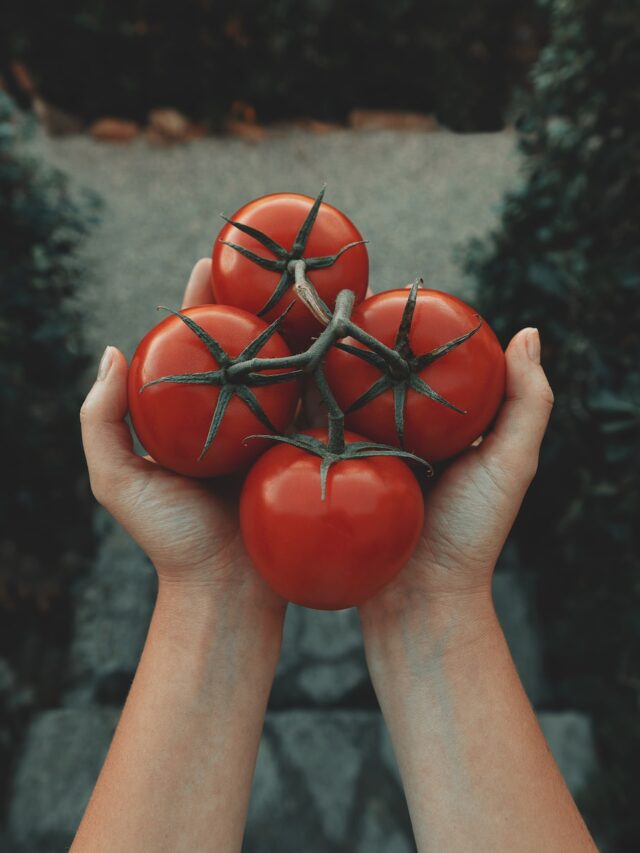 tomato-farming