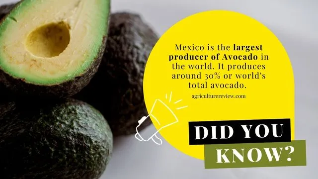fact-about-avocado