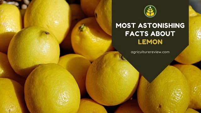 Most Astonishing Facts About Lemons