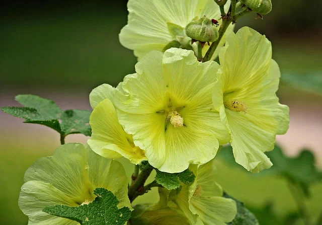hollyhock-flower