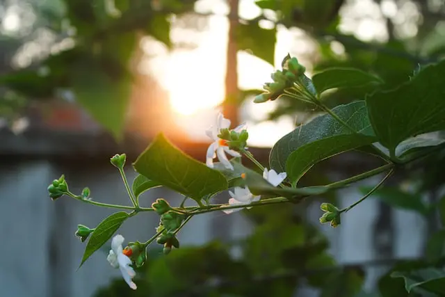 how to grow parijat, how to grow night blooming jasmine,