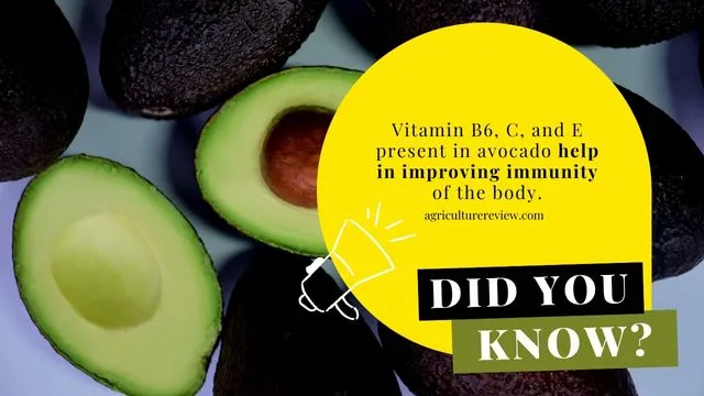 nutrition-facts-avocado