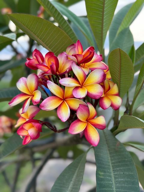 plumeria picture