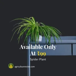 spider-plant-for-sale