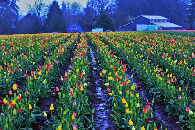 tulip farm