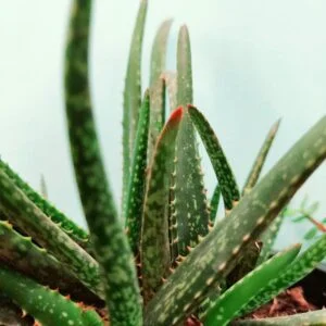 aloe-vera-dwarf-plant