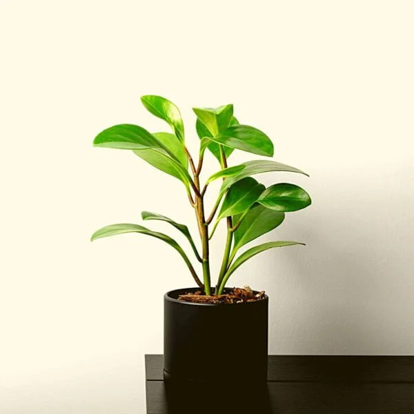 baby-rubberplant