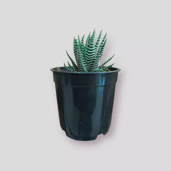 buy-zebra-wart-plant