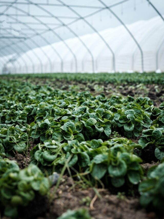 Essential Agriculture Technology For Modern Farmers