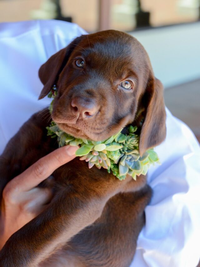 Are Succulents Safe For Dogs & Cats