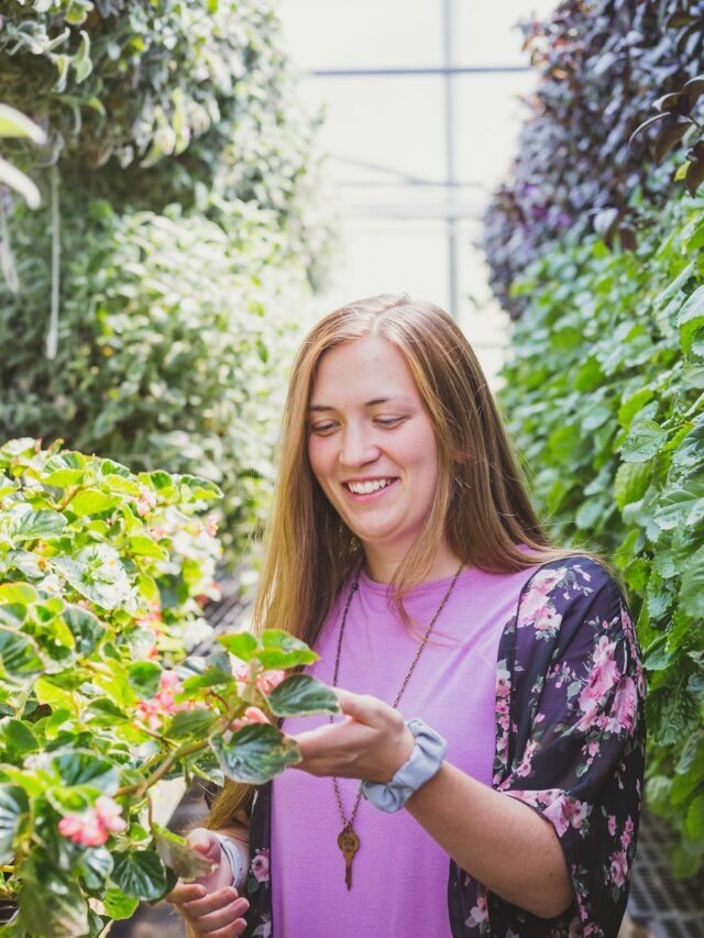 Complete Guide On Begonia Plant Care