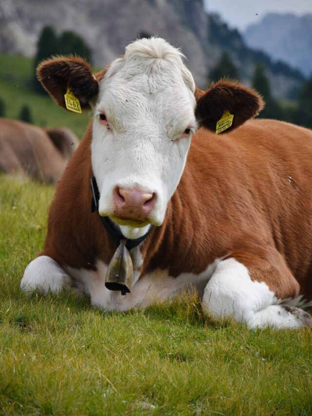 What Are The Benefits Of Cattle Farming