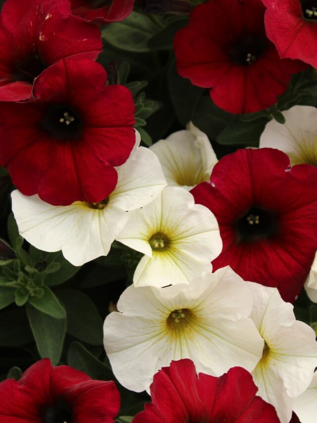 How To Boost Flowering In Plants