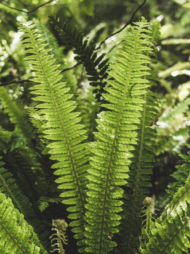 How To Start Growing & Caring For Boston Fern