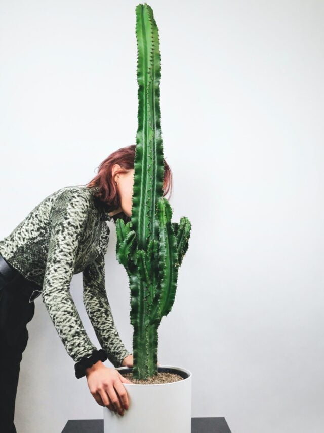 How To Grow & Care For Cactus