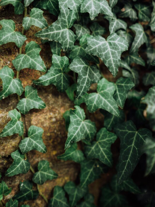 How To Grow & Care For English Ivy Plant