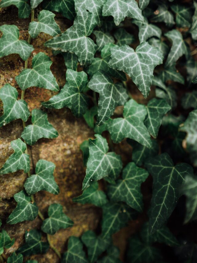 english-ivy-care
