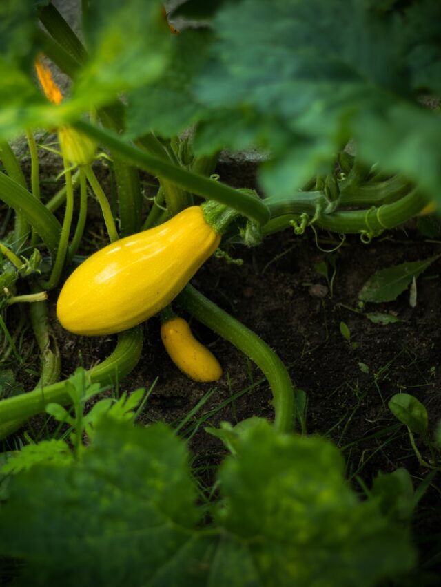Farmers Can Earn By Cultivating These Exotic Vegetables