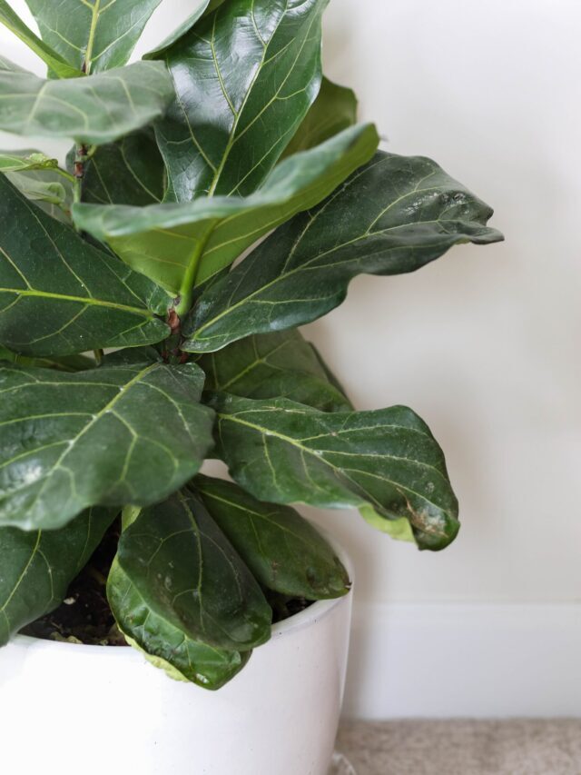 Complete Guide On Fiddle Leaf Fig Care