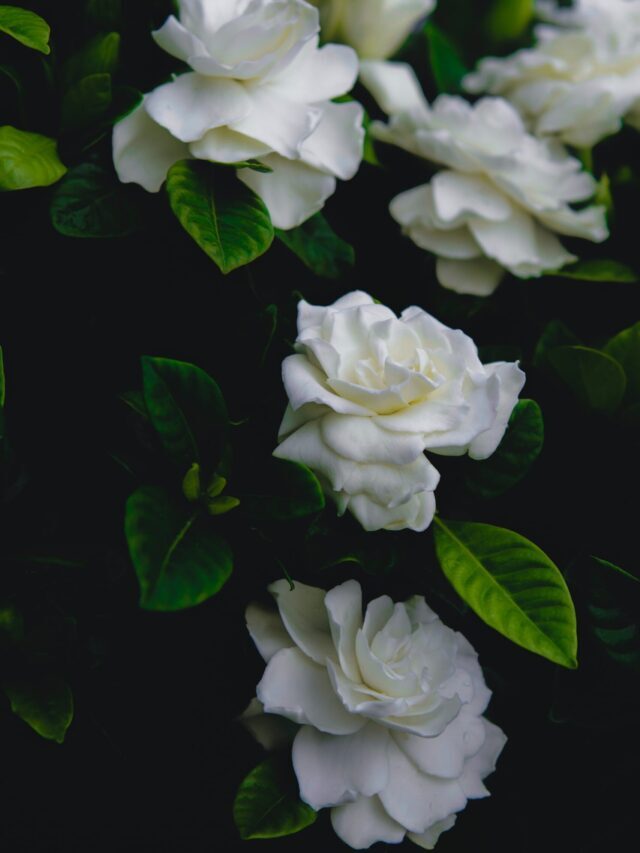 How To Grow & Care For Gardenia Flowering Plant